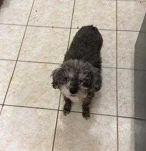 Lexi, Adoptable, Senior Female Terrier.
