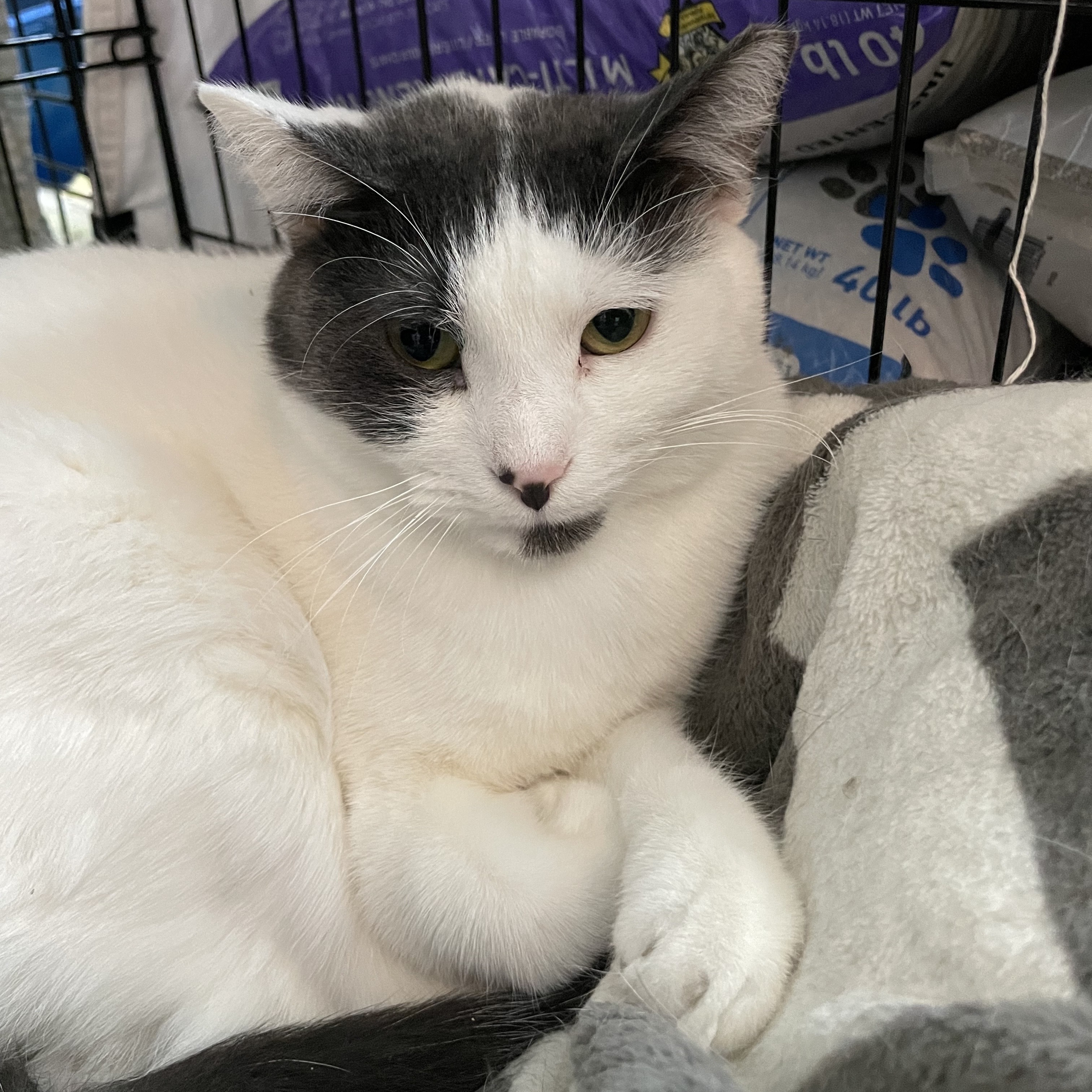 Hilton and Hyatt, Adoptable, Adult Female Domestic Short Hair.