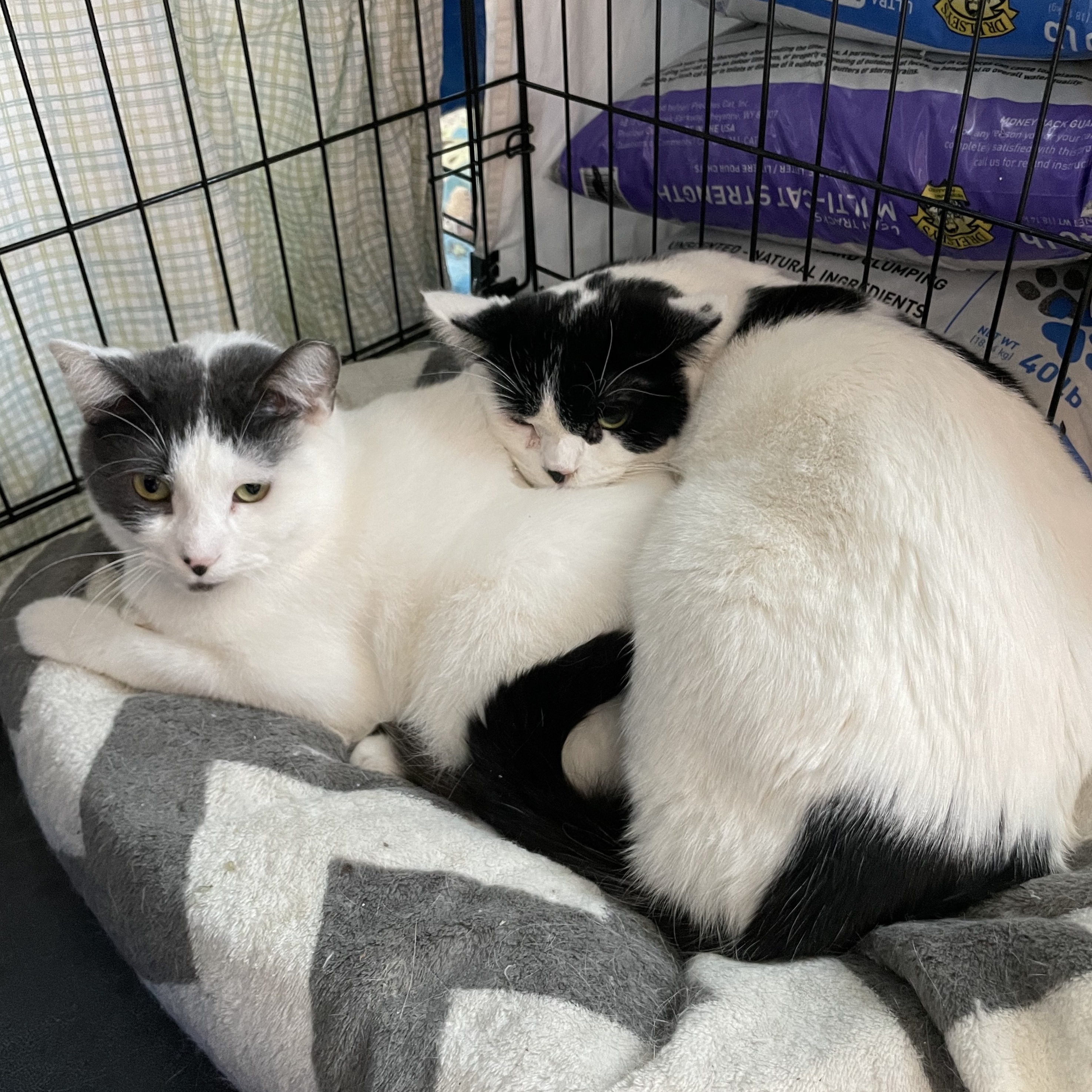 Hilton and Hyatt, a Adoptable Domestic Short Hair in Mokena, IL image 2/3