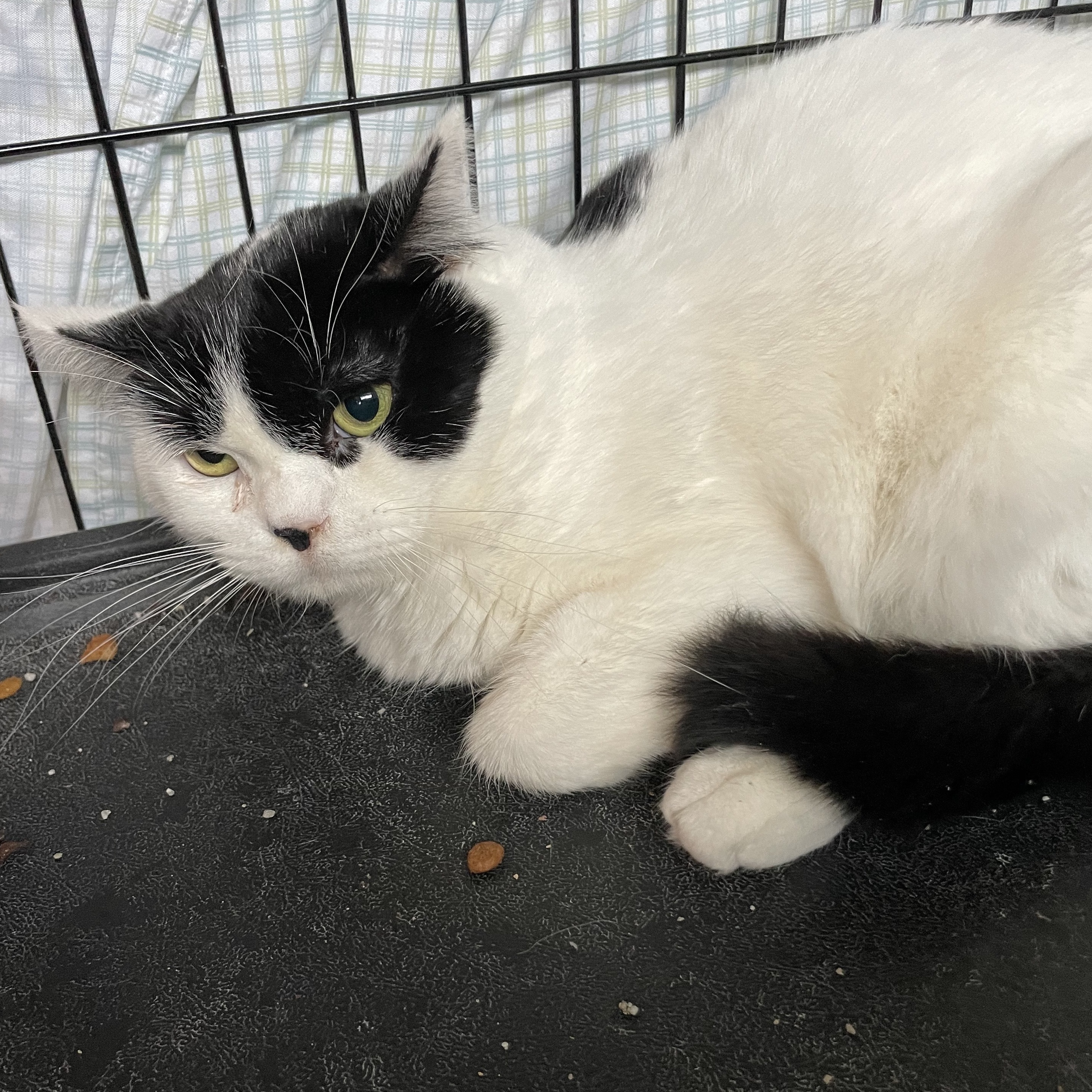 Hilton and Hyatt, a Adoptable Domestic Short Hair in Mokena, IL image 3/3