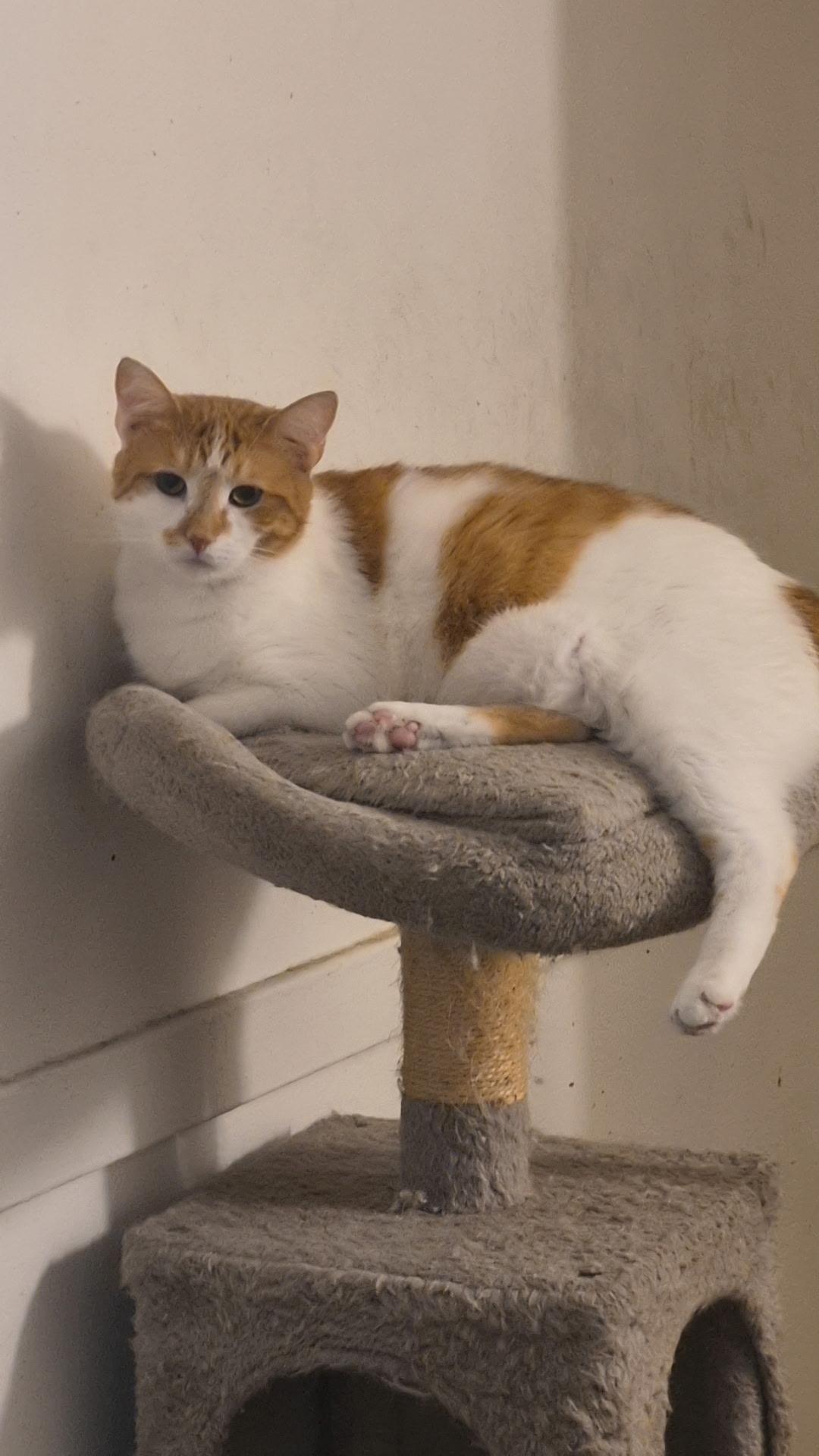Nala, a ADOPTABLE Domestic Short Hair in New Britain, CT image 3/5