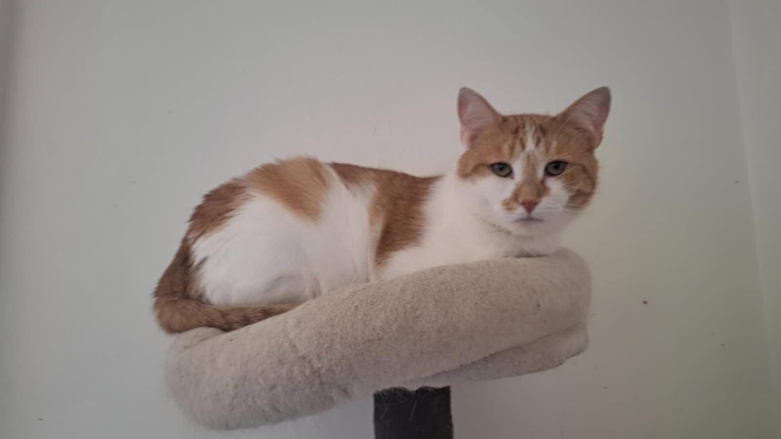Enlarge Nala, a ADOPTABLE Domestic Short Hair in New Britain, CT image 1/2