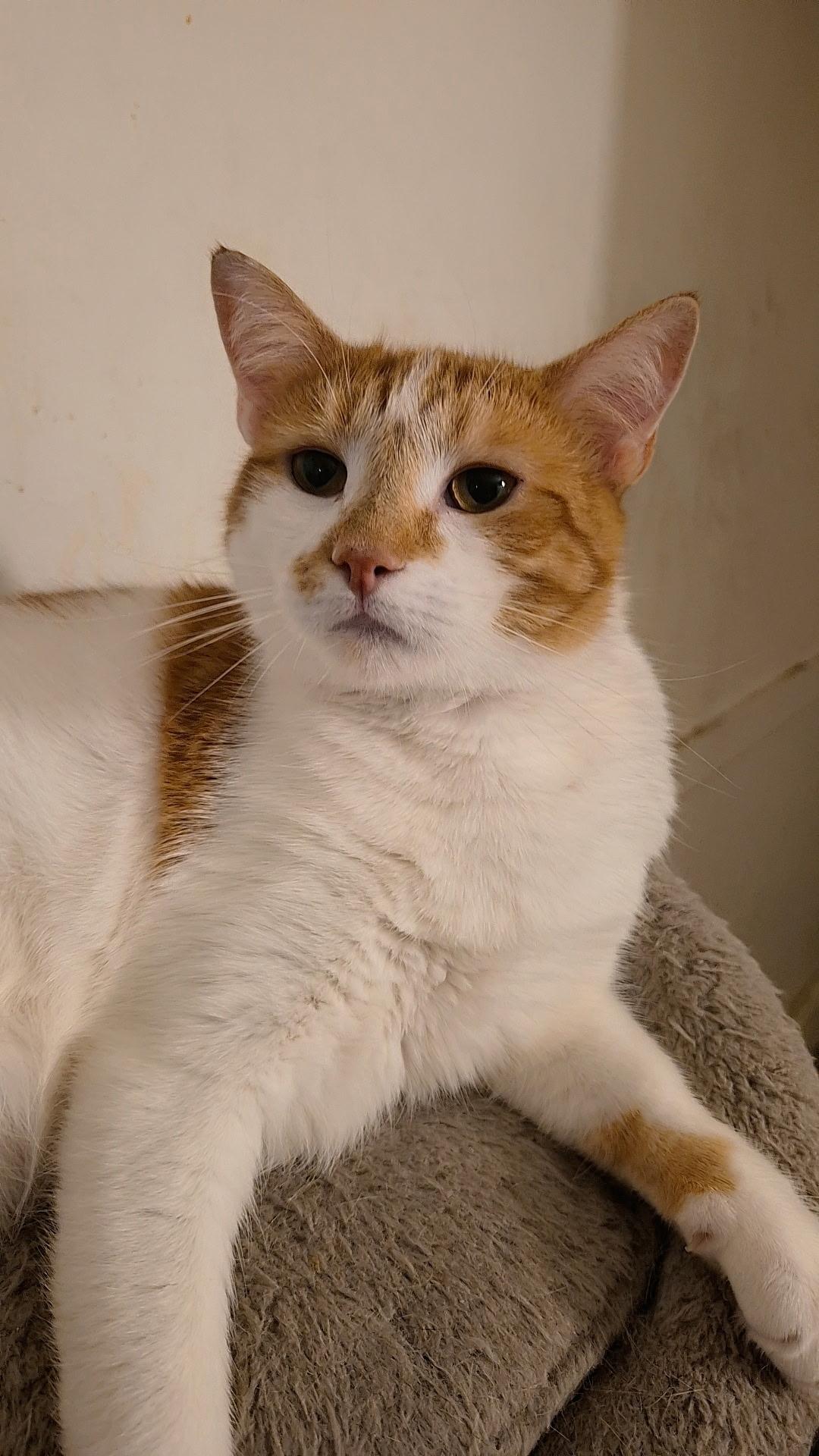 Nala, a ADOPTABLE Domestic Short Hair in New Britain, CT image 5/5