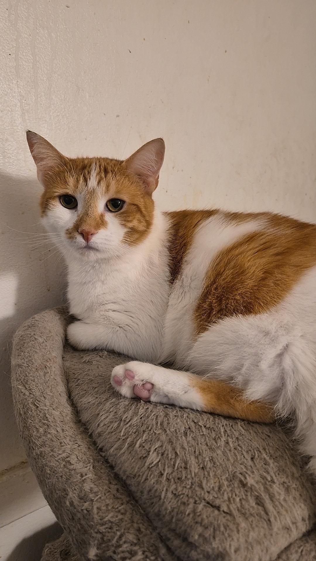 Nala, a ADOPTABLE Domestic Short Hair in New Britain, CT image 4/5
