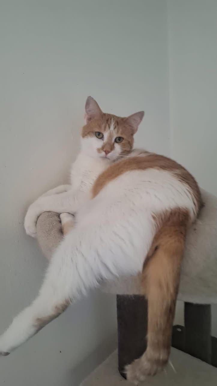 Enlarge Nala, a ADOPTABLE Domestic Short Hair in New Britain, CT image 2/2