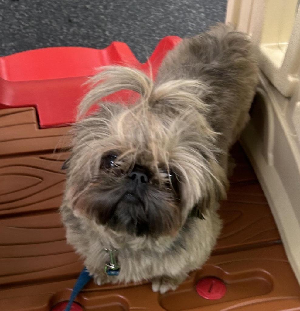 Ruby, Adopted, Adult Female Shih Tzu & Poodle.