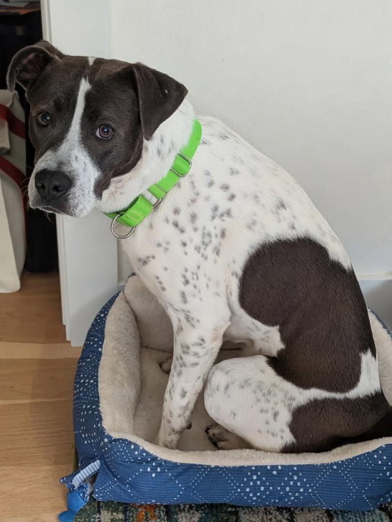 Enlarge Sprinkles, a Adoptable mixed breed in Fayetteville, AR image 1/6