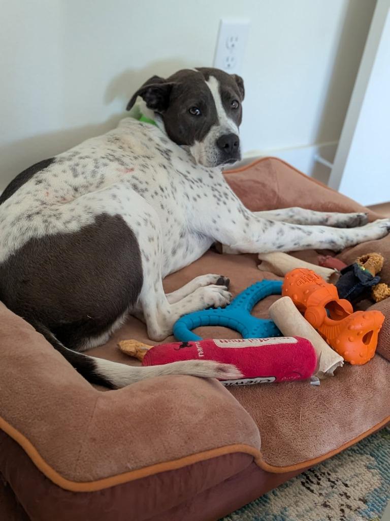 Enlarge Sprinkles, a Adoptable mixed breed in Fayetteville, AR image 2/6