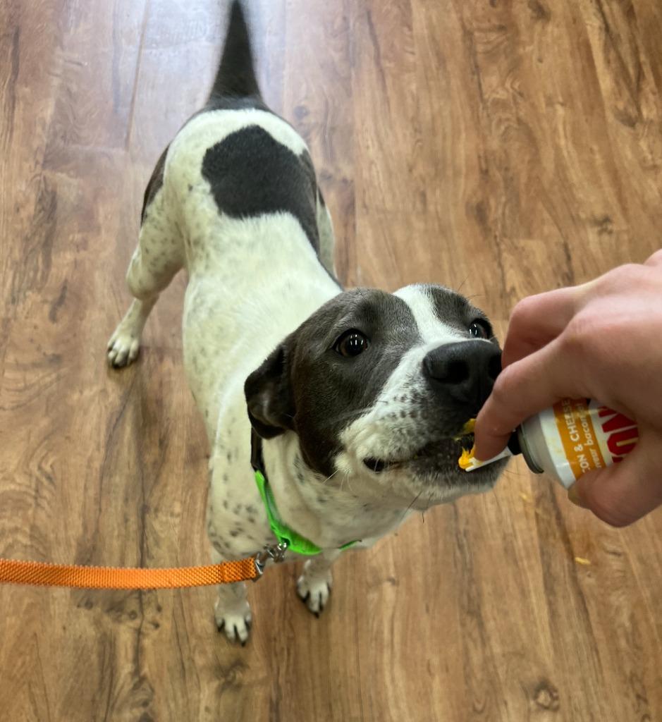 Enlarge Sprinkles, a Adoptable mixed breed in Fayetteville, AR image 3/6