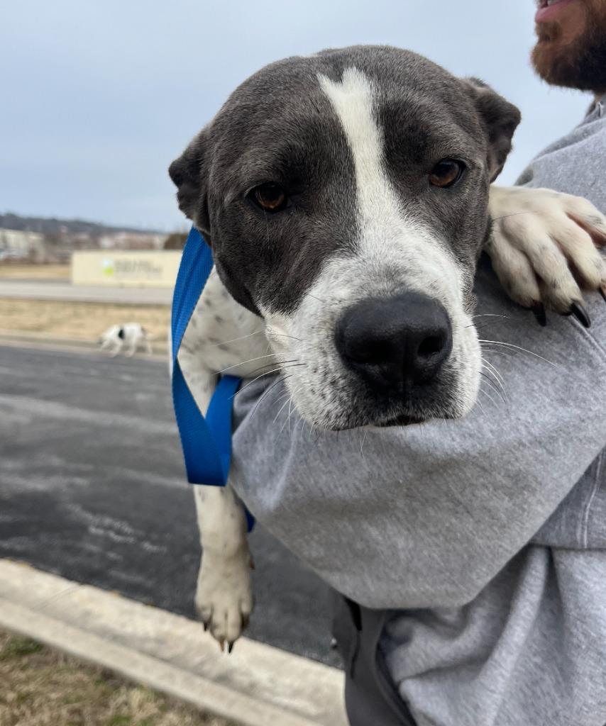 Enlarge Sprinkles, a Adoptable mixed breed in Fayetteville, AR image 4/6