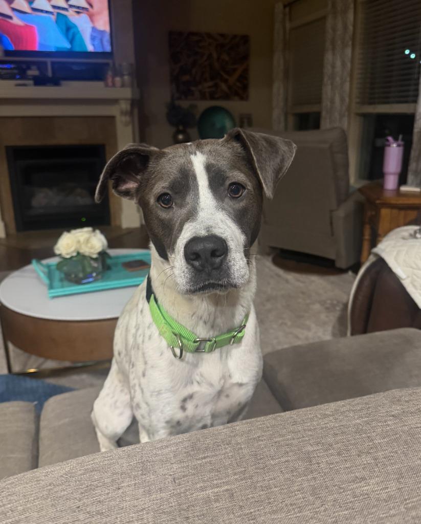 Enlarge Sprinkles, a Adoptable mixed breed in Fayetteville, AR image 4/6