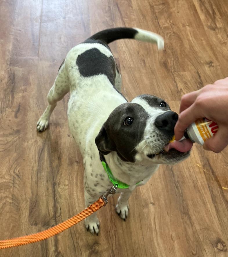 Enlarge Sprinkles, a Adoptable mixed breed in Fayetteville, AR image 5/6