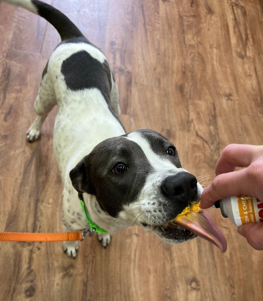 Enlarge Sprinkles, a Adoptable mixed breed in Fayetteville, AR image 6/6