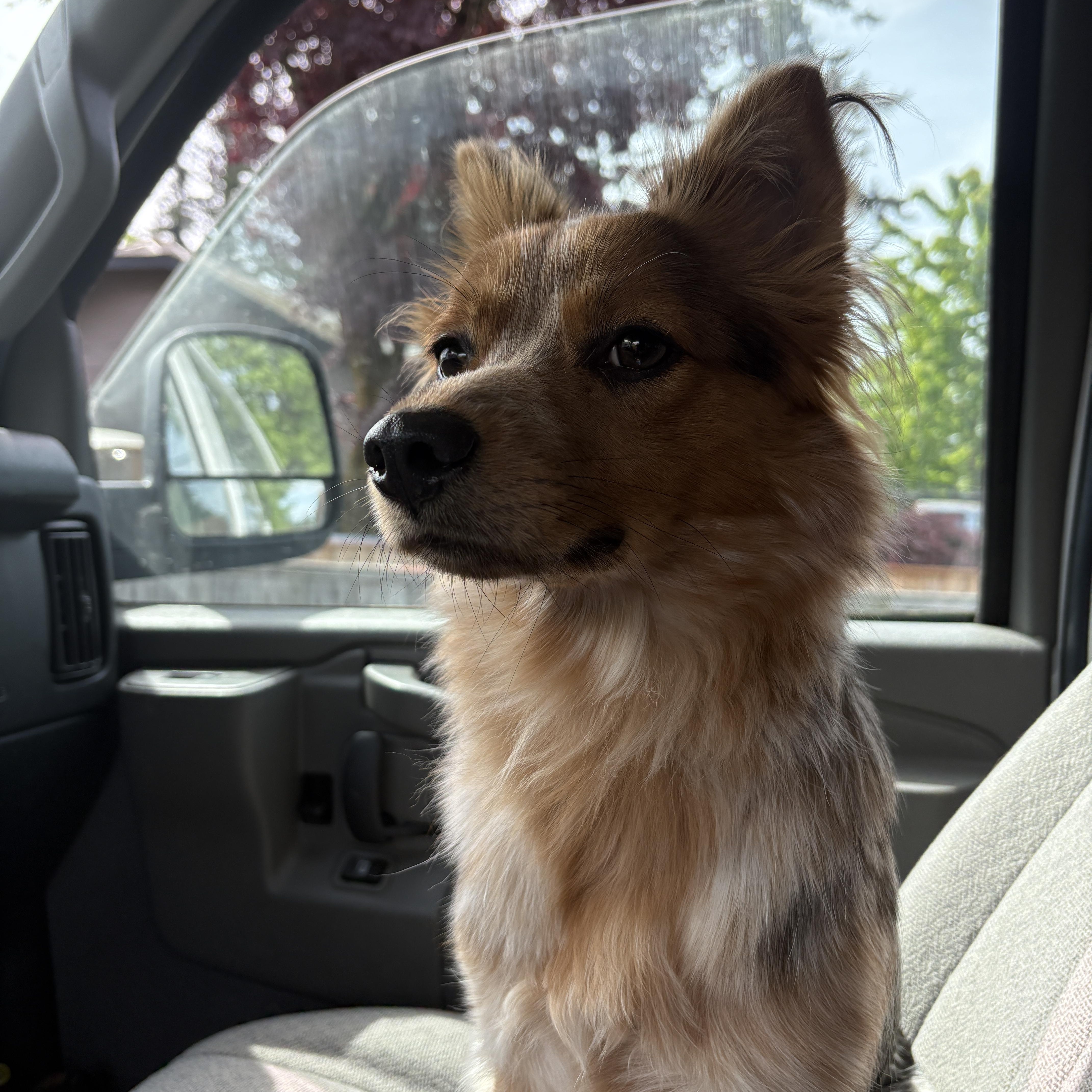 Enlarge Cowgirl, an adopted mixed breed in PORTLAND, OR image 1/5