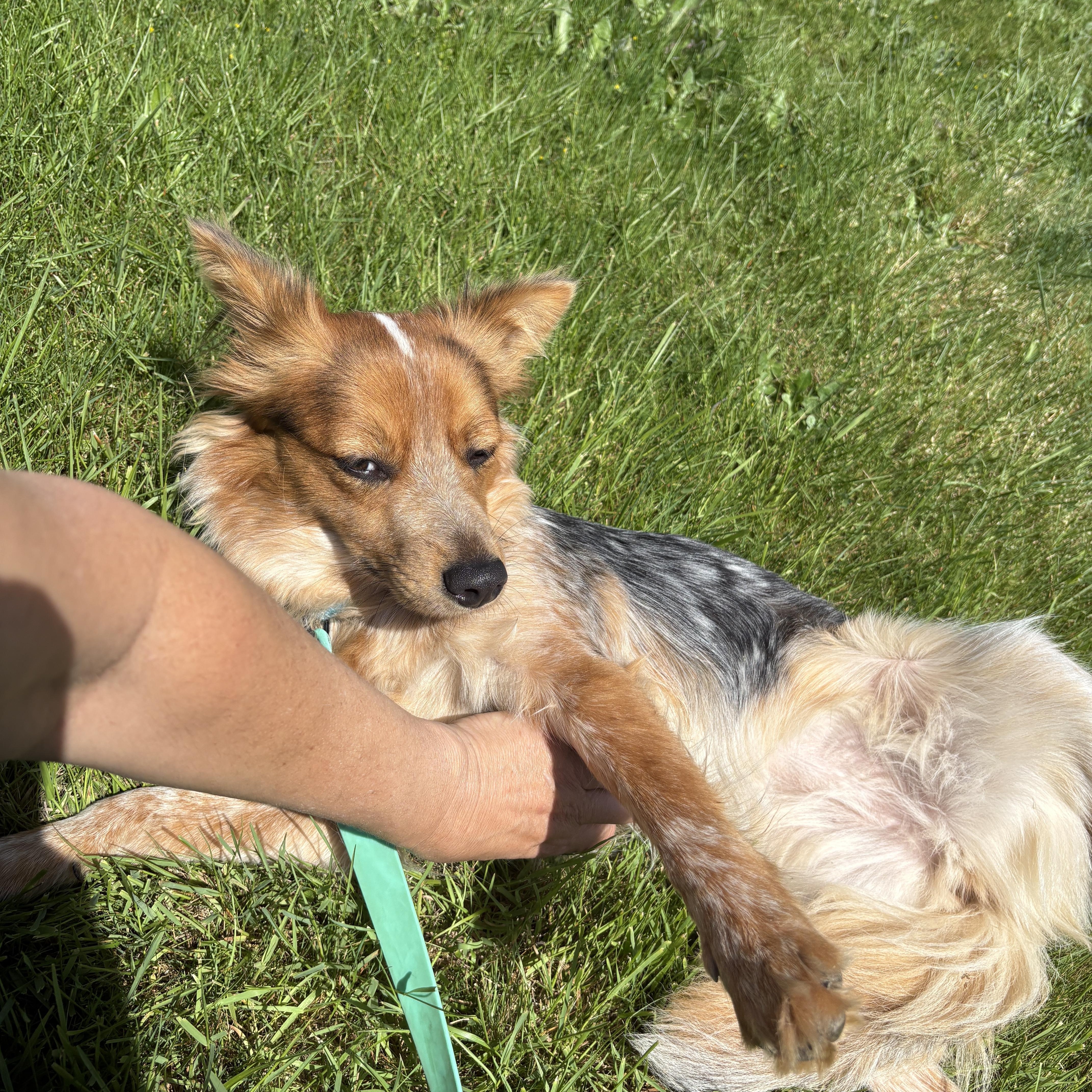 Enlarge Cowgirl, an adopted mixed breed in PORTLAND, OR image 4/5