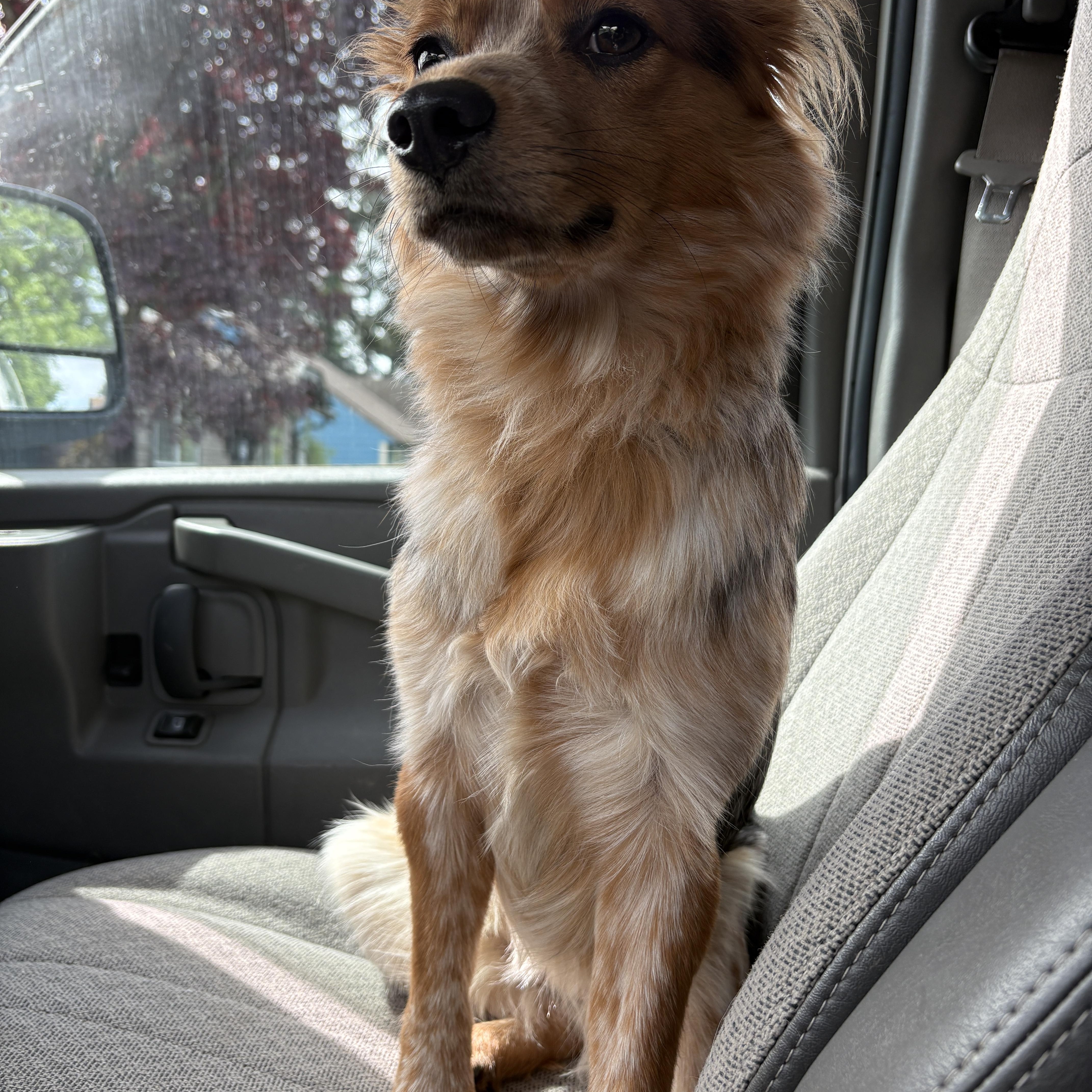Enlarge Cowgirl, an adopted mixed breed in PORTLAND, OR image 3/5