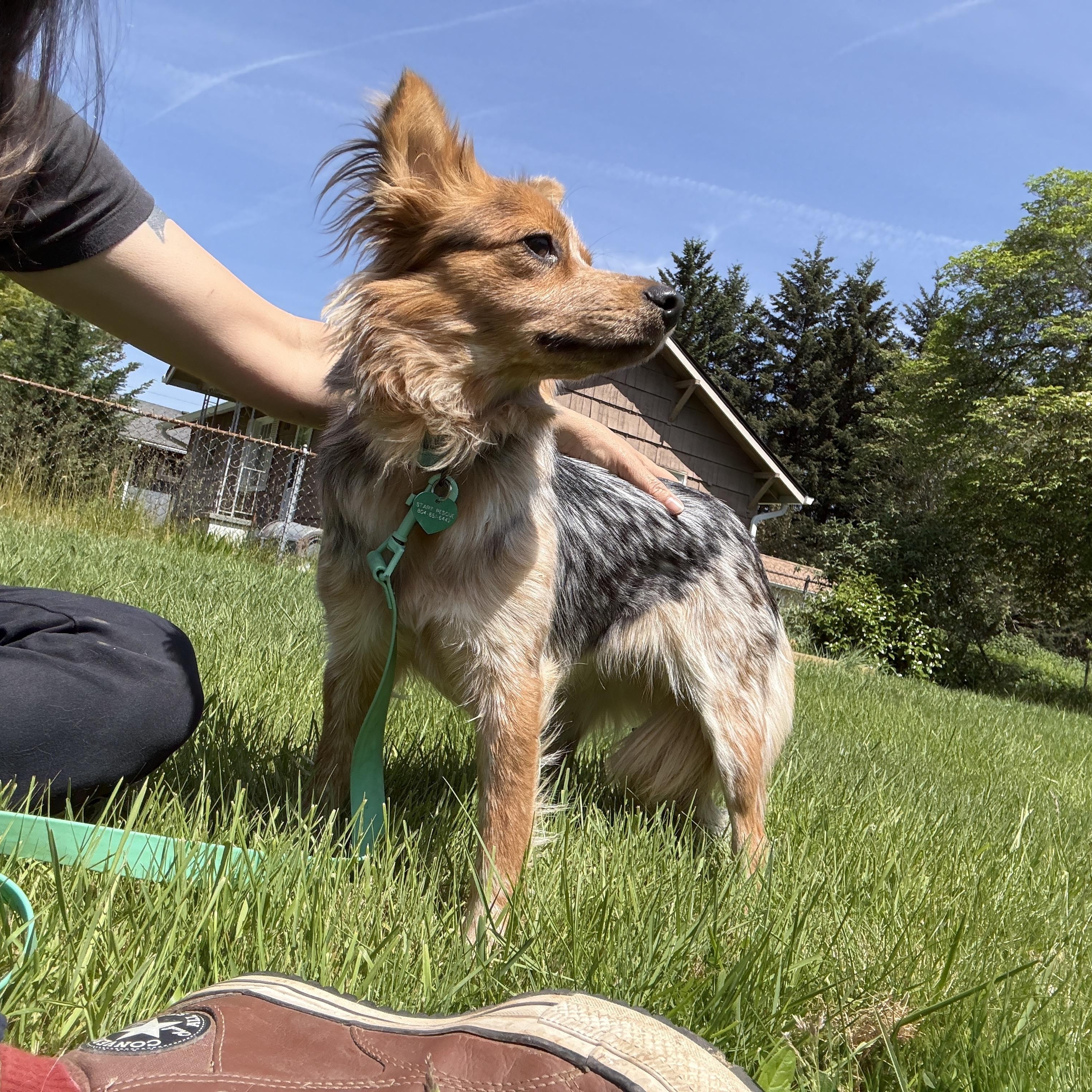 Enlarge Cowgirl, an adopted mixed breed in PORTLAND, OR image 2/5