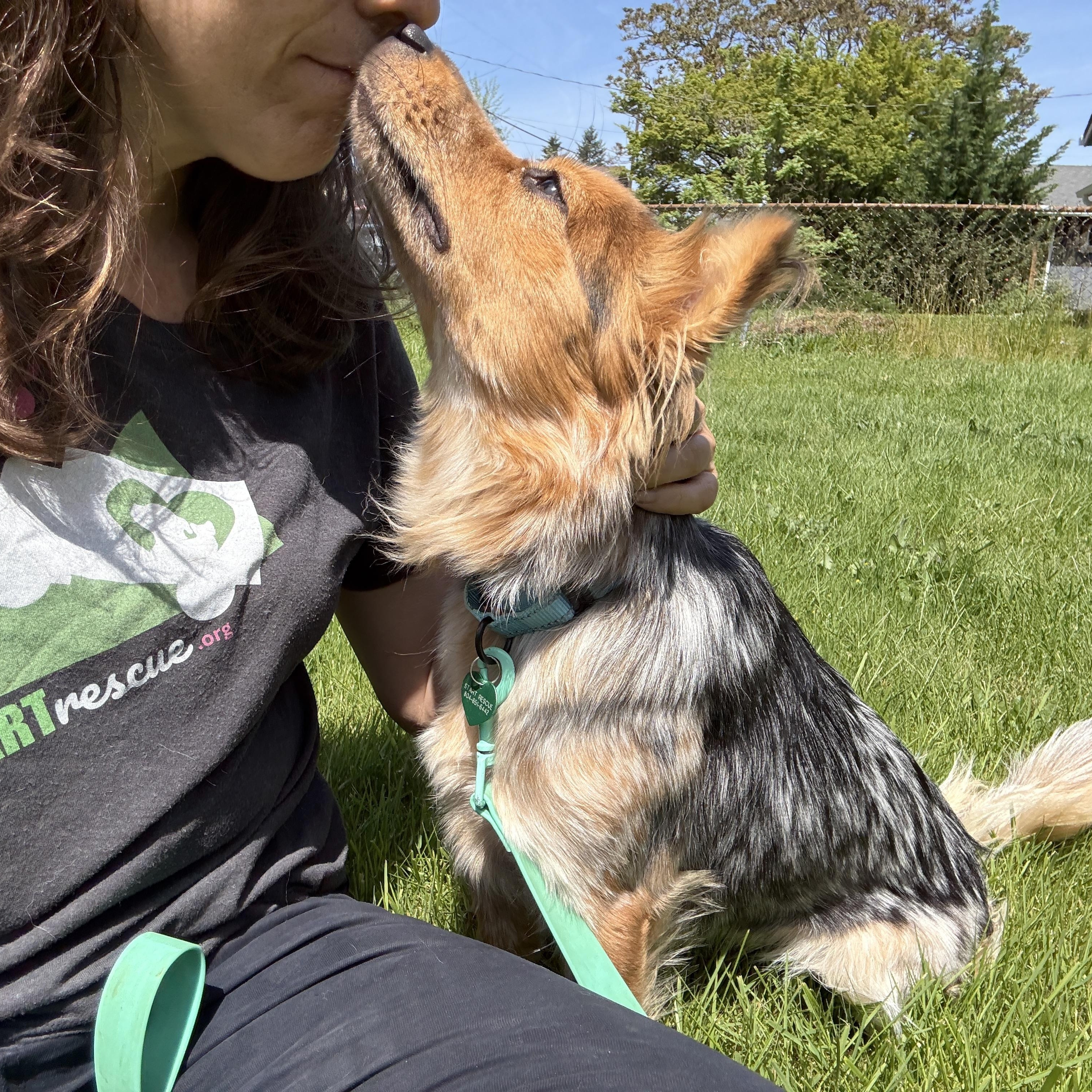 Enlarge Cowgirl, an adopted mixed breed in PORTLAND, OR image 5/5