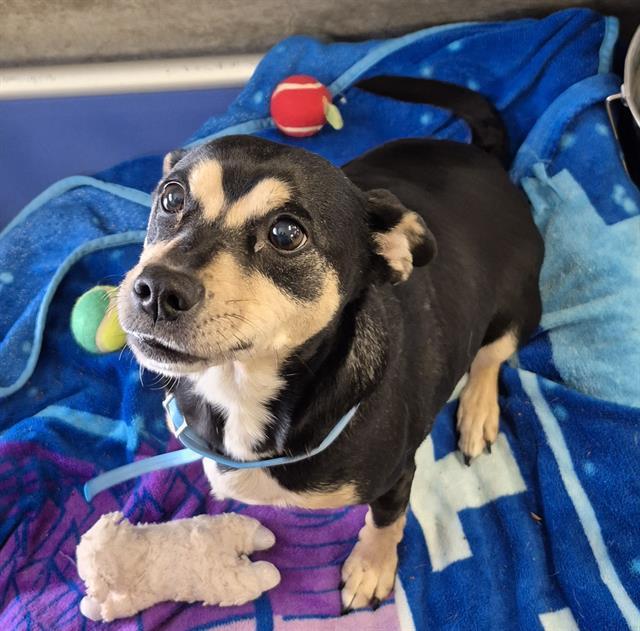 ANNIE, Adoptable, Adult Female Chihuahua & Mixed Breed.