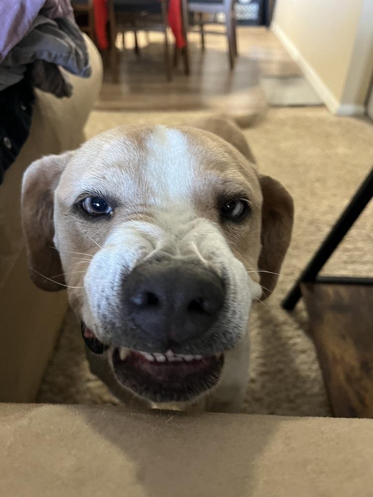 Enlarge Waffles, a Adoptable mixed breed in Denver, CO image 1/5