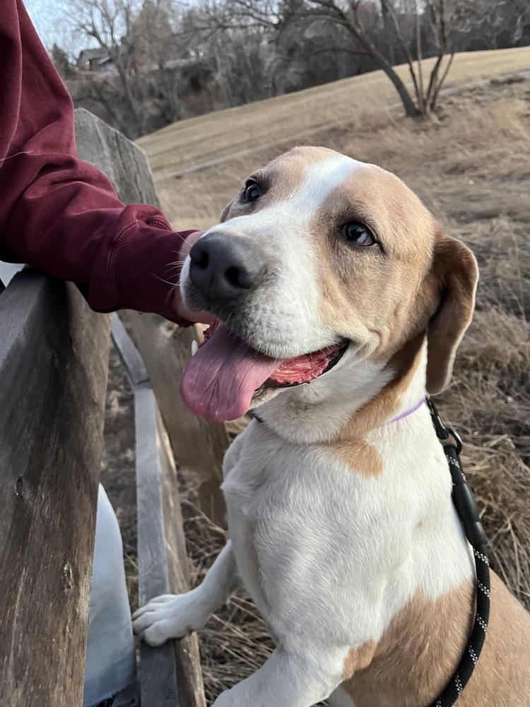 Enlarge Waffles, a Adoptable mixed breed in Denver, CO image 2/5