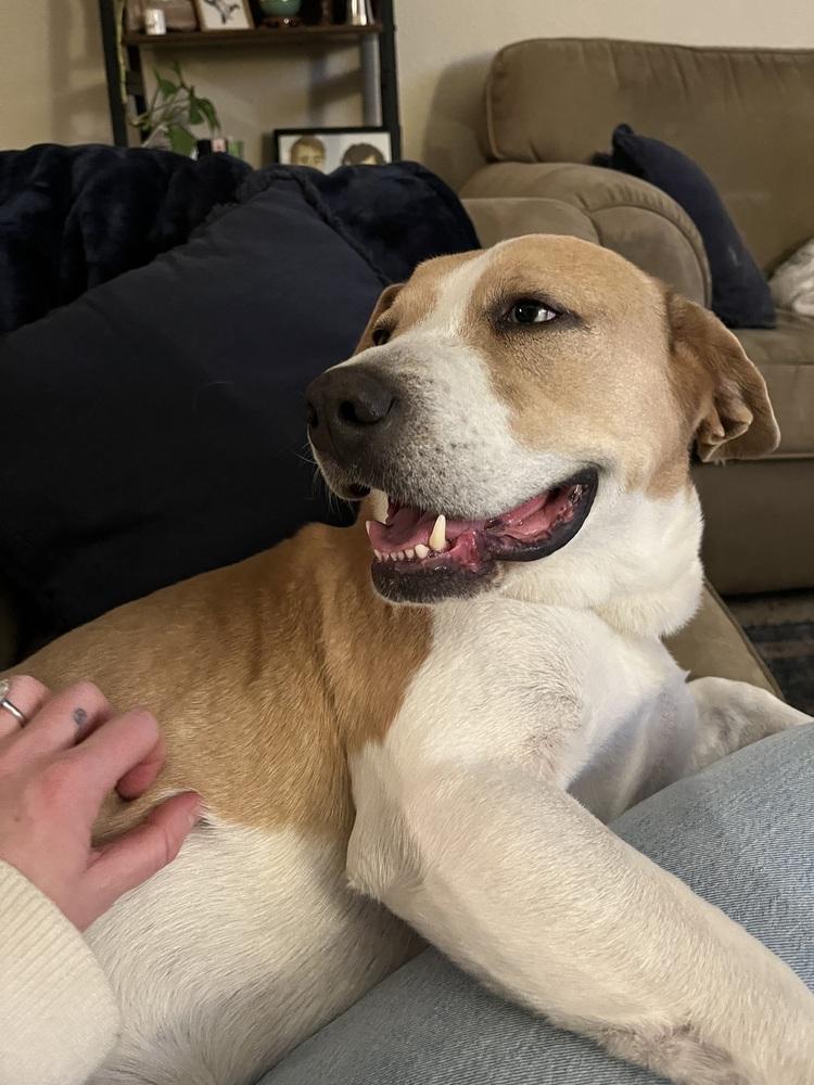 Enlarge Waffles, a Adoptable mixed breed in Denver, CO image 3/5