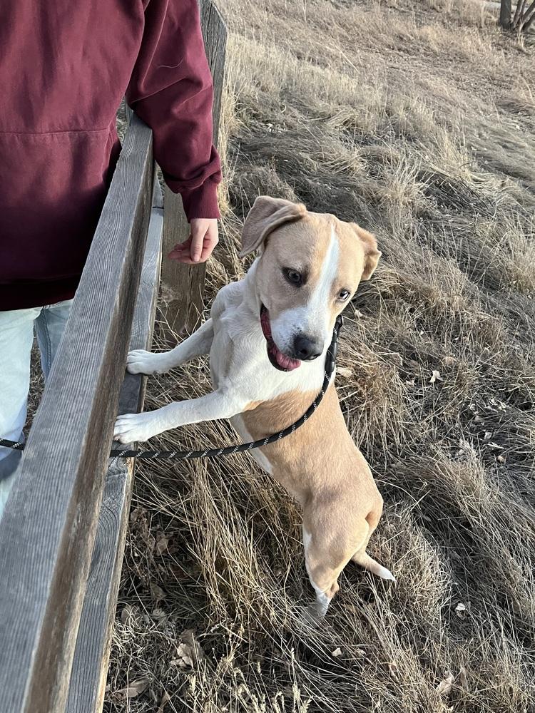 Enlarge Waffles, a Adoptable mixed breed in Denver, CO image 4/5