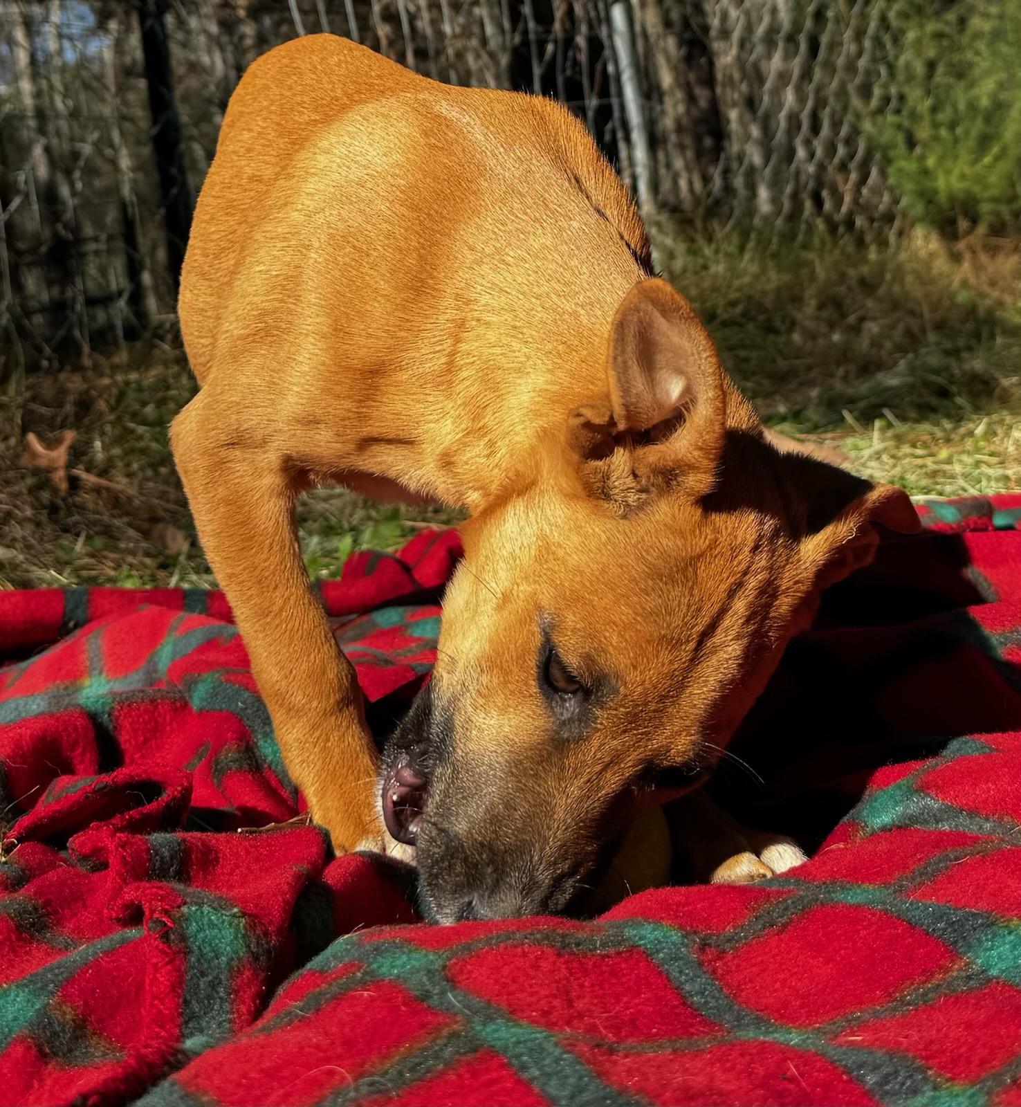 Enlarge Gigi, a Adoptable mixed breed in Davenport, IA image 3/5