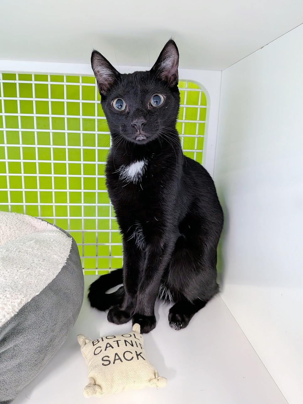 Marshall, adoptable, Kitten Male Domestic Short Hair.