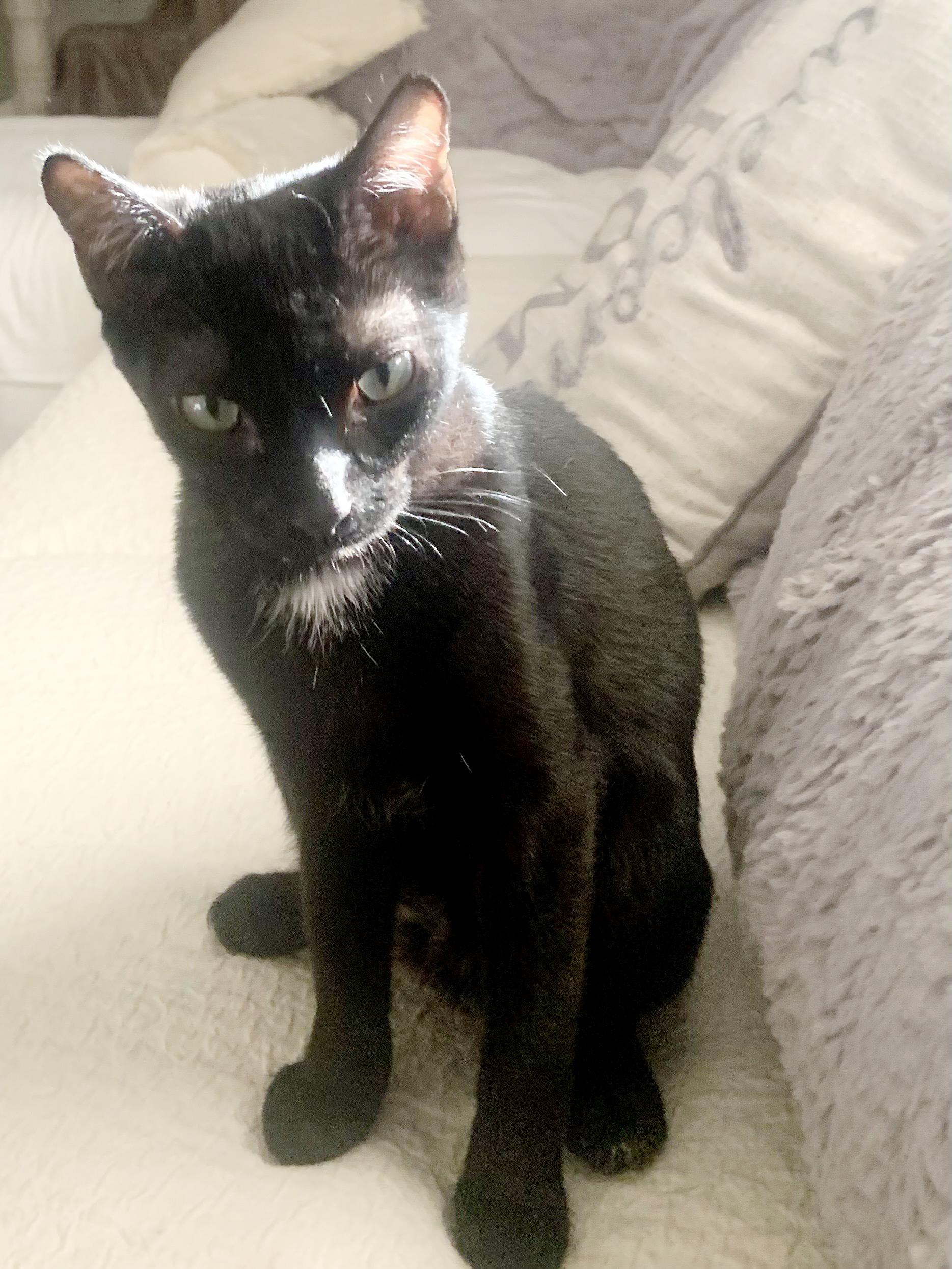 Enlarge Marshall, an adoptable mixed breed in Lake Monroe, FL image 5/6