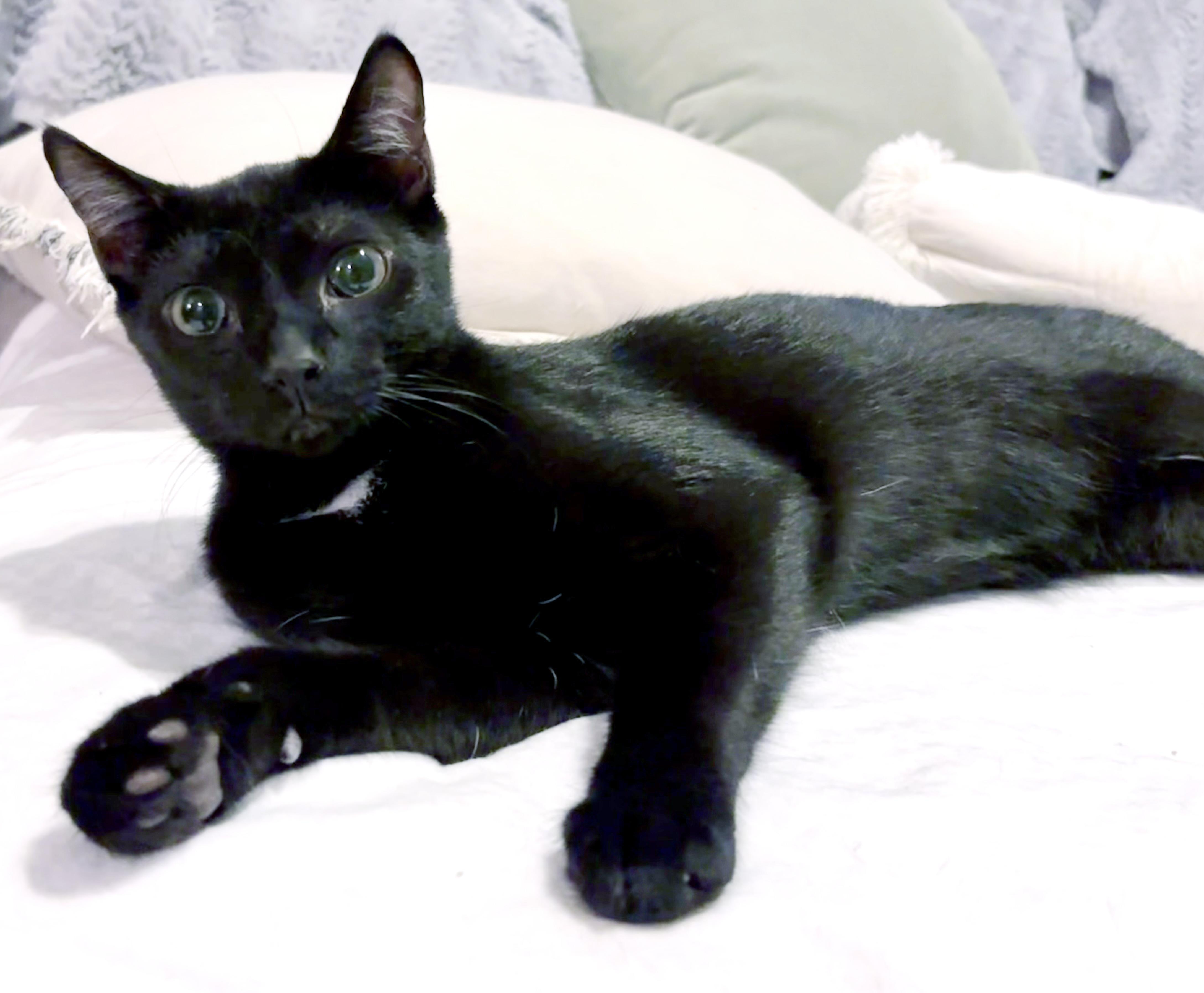 Enlarge Marshall, an adoptable mixed breed in Lake Monroe, FL image 3/6