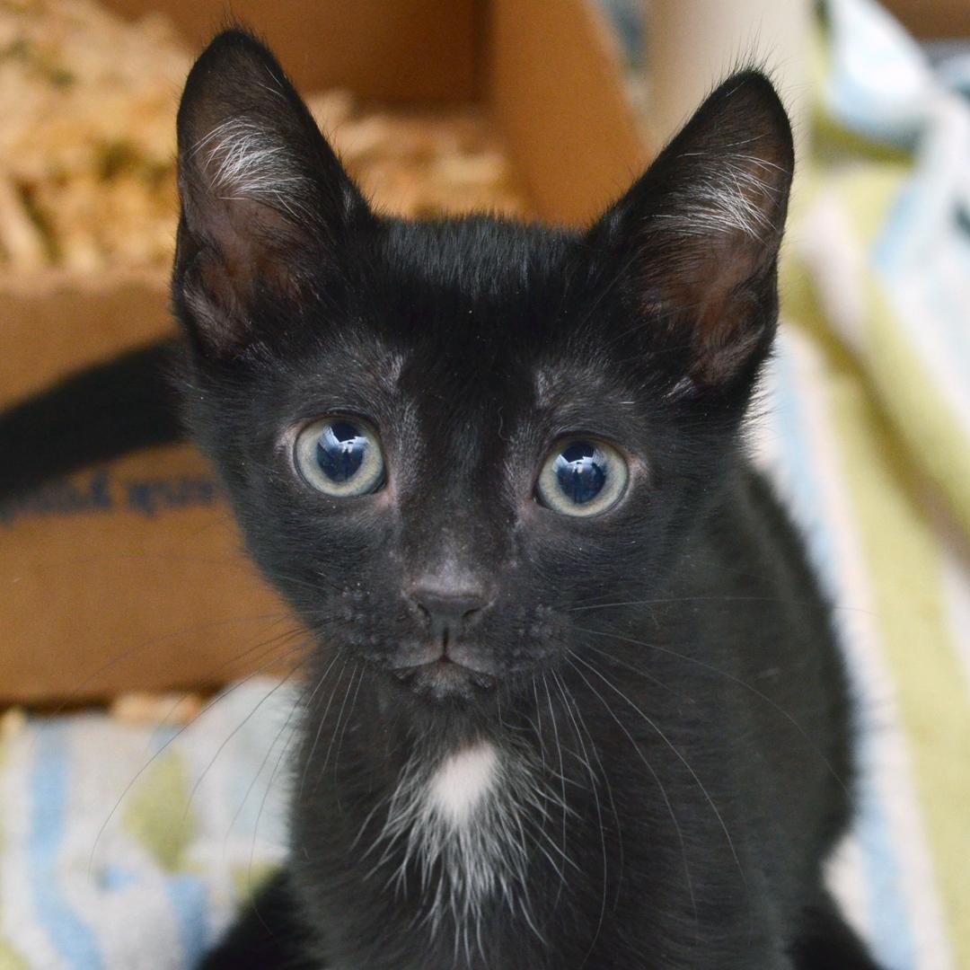 Marshall, an adoptable mixed breed image 2/2