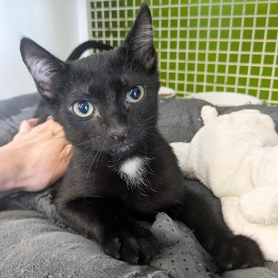 Marshall, adoptable, Kitten Male Domestic Short Hair.