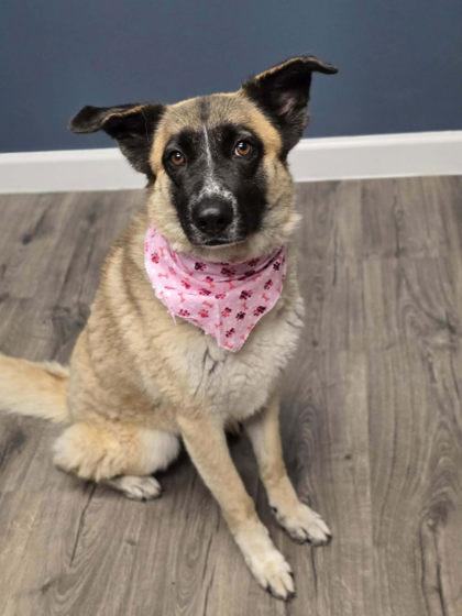 Enlarge Sasha, a ADOPTABLE mixed breed in Steamboat Springs, CO image 1/1