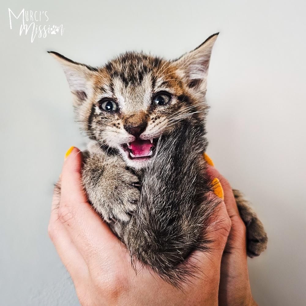 Lenny, a Adoptable mixed breed in Spokane , WA image 3/4