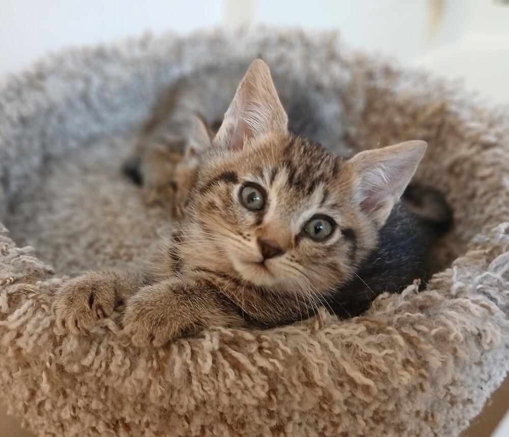 Lenny, a Adoptable mixed breed in Spokane , WA image 4/4