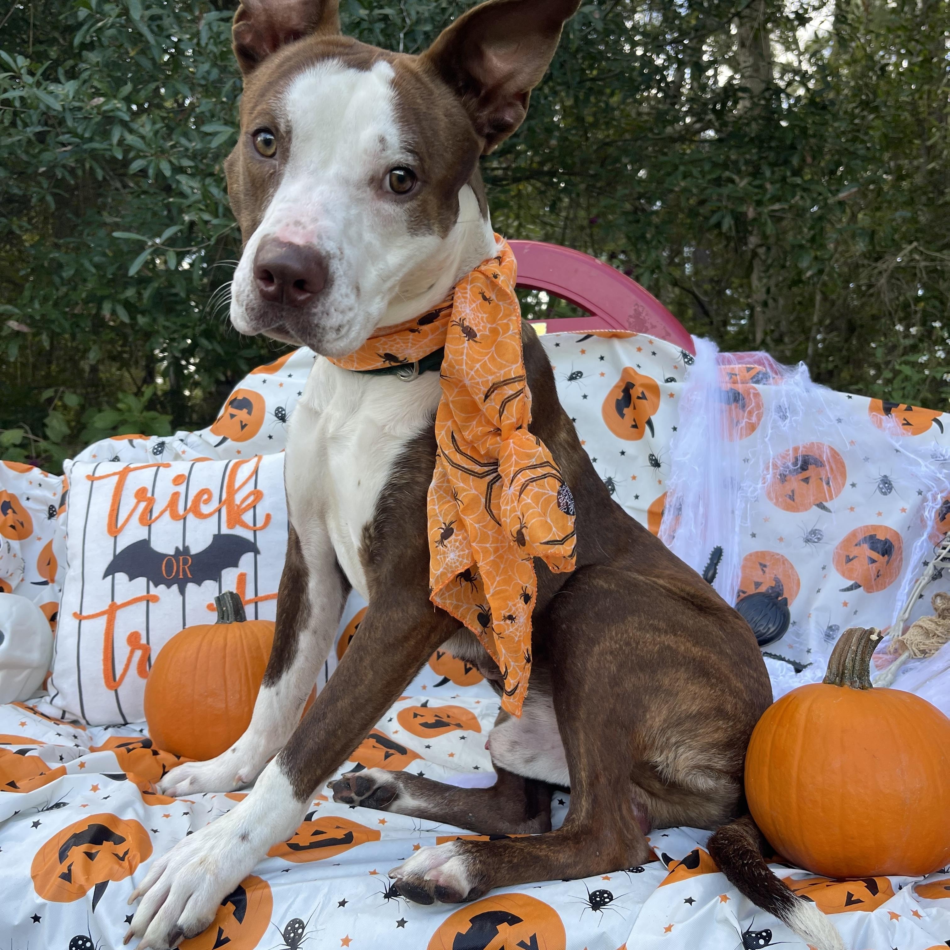 Ricket, Adoptable, Adult Male American Staffordshire Terrier.