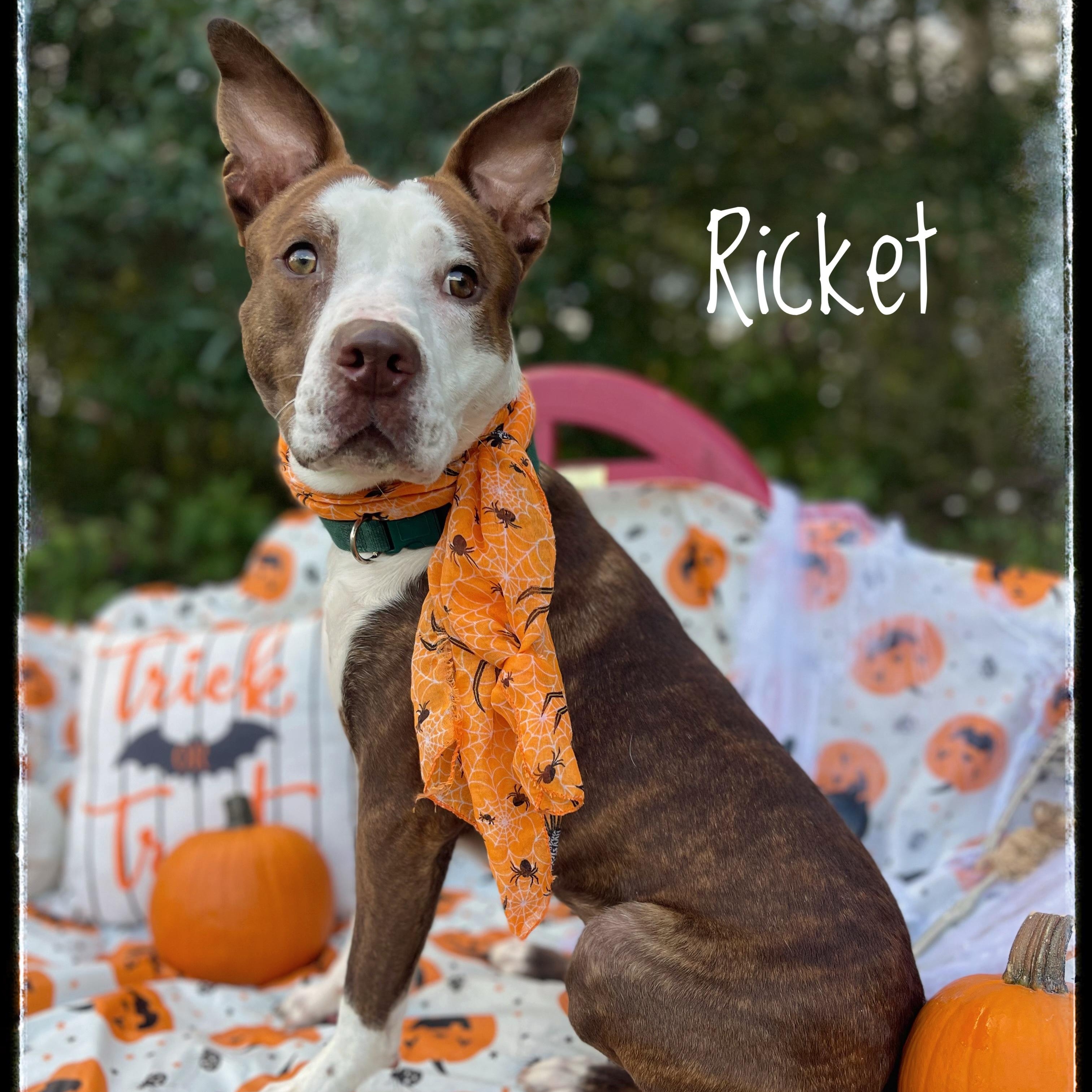 Ricket, a Adoptable American Staffordshire Terrier in Sebring, FL image 2/3