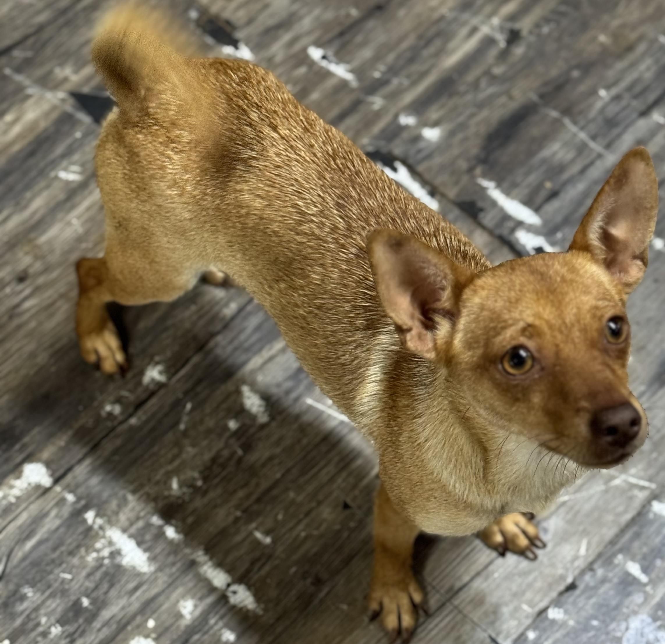 Carrot, Adoptable, Puppy Female Chihuahua.