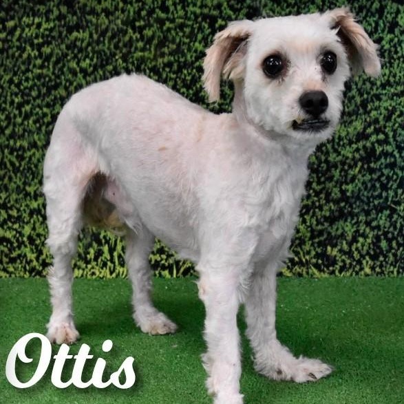 Enlarge OTTIS , a ADOPTABLE Miniature Poodle in Marana, AZ image 2/2