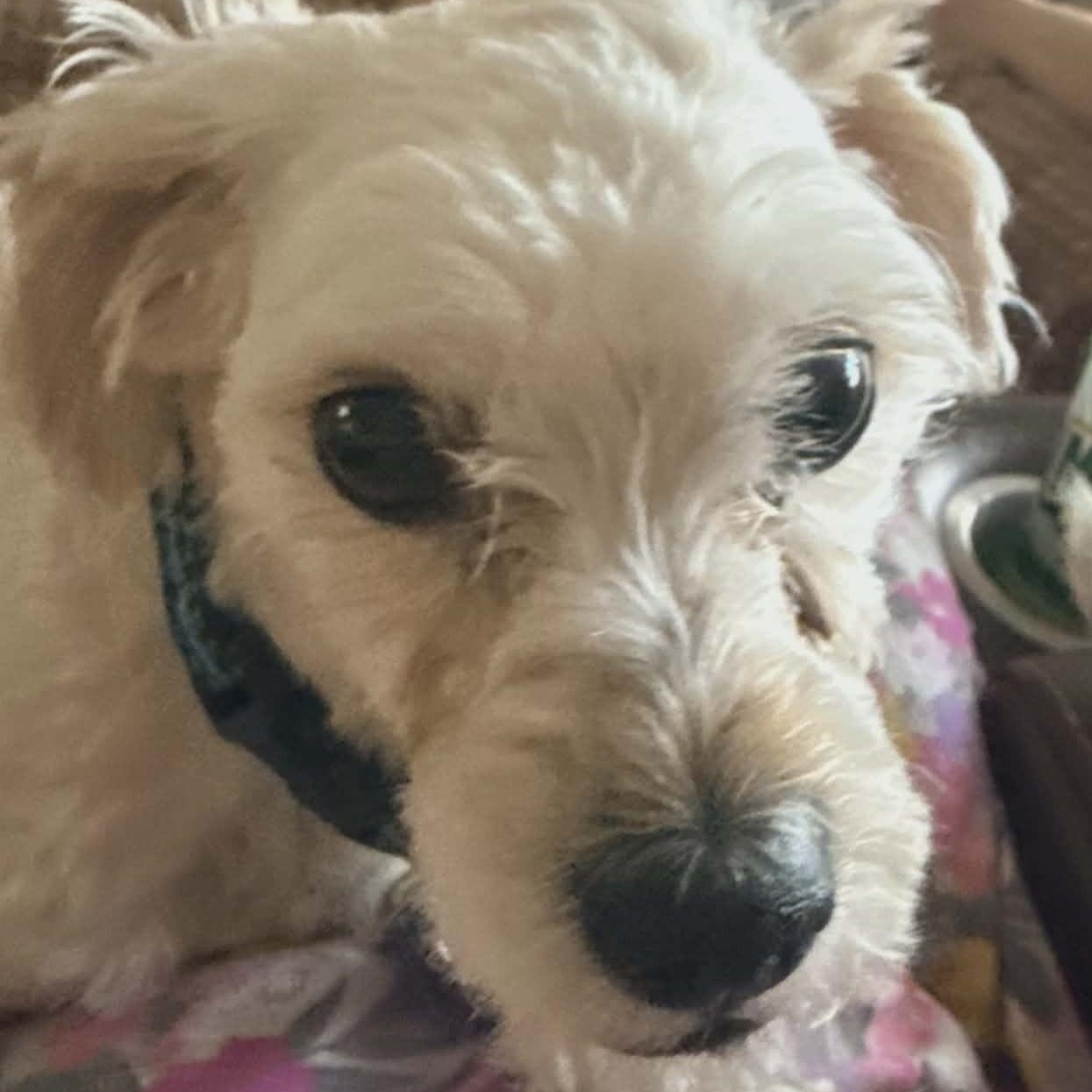 OTTIS , ADOPTABLE, Adult Male Miniature Poodle.