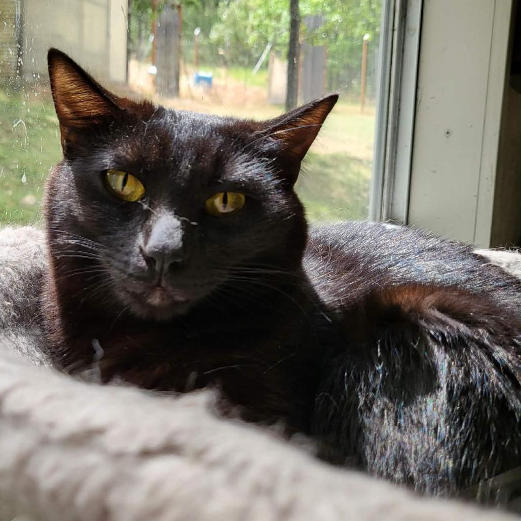Phoebe, a Adoptable Domestic Short Hair in Jacksonville, OR image 2/2