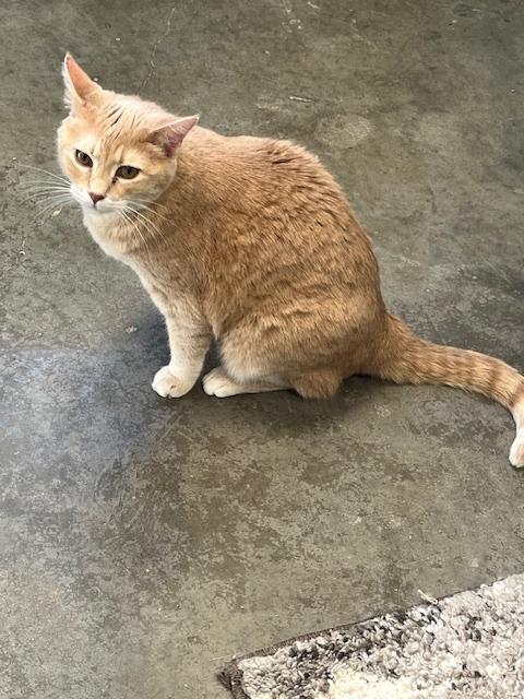 Enlarge Tango, a Adoptable American Shorthair in Bartlesville, OK image 1/1