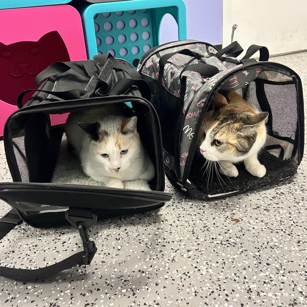 Aurora, Adoptable, Adult Female Domestic Short Hair.