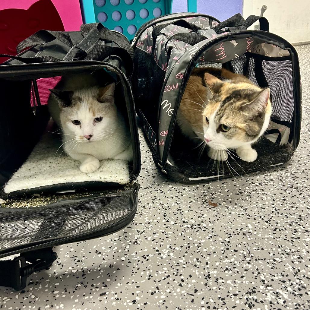 Enlarge Aurora, a Adoptable Domestic Short Hair in Henderson, NV image 2/4