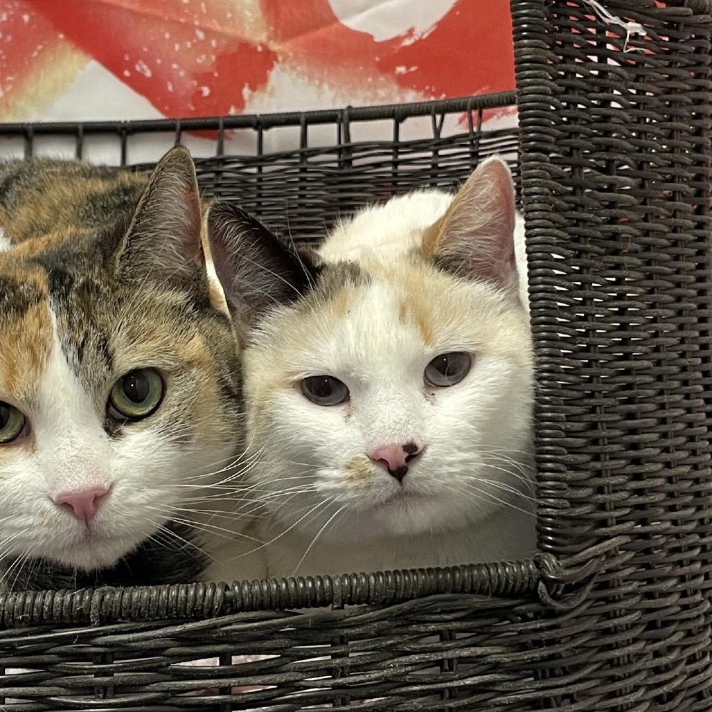 Enlarge Aurora, a Adoptable Domestic Short Hair in Henderson, NV image 3/4