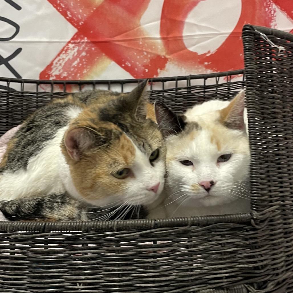 Enlarge Aurora, a Adoptable Domestic Short Hair in Henderson, NV image 4/4