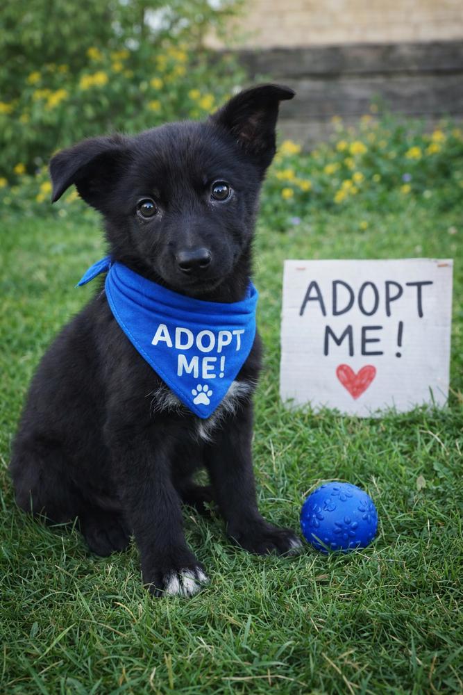 Bentley, Adopted, Puppy Male German Shepherd Dog & Labrador Retriever.