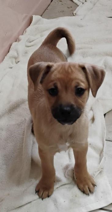 Cinnamon, Baby Female unknown