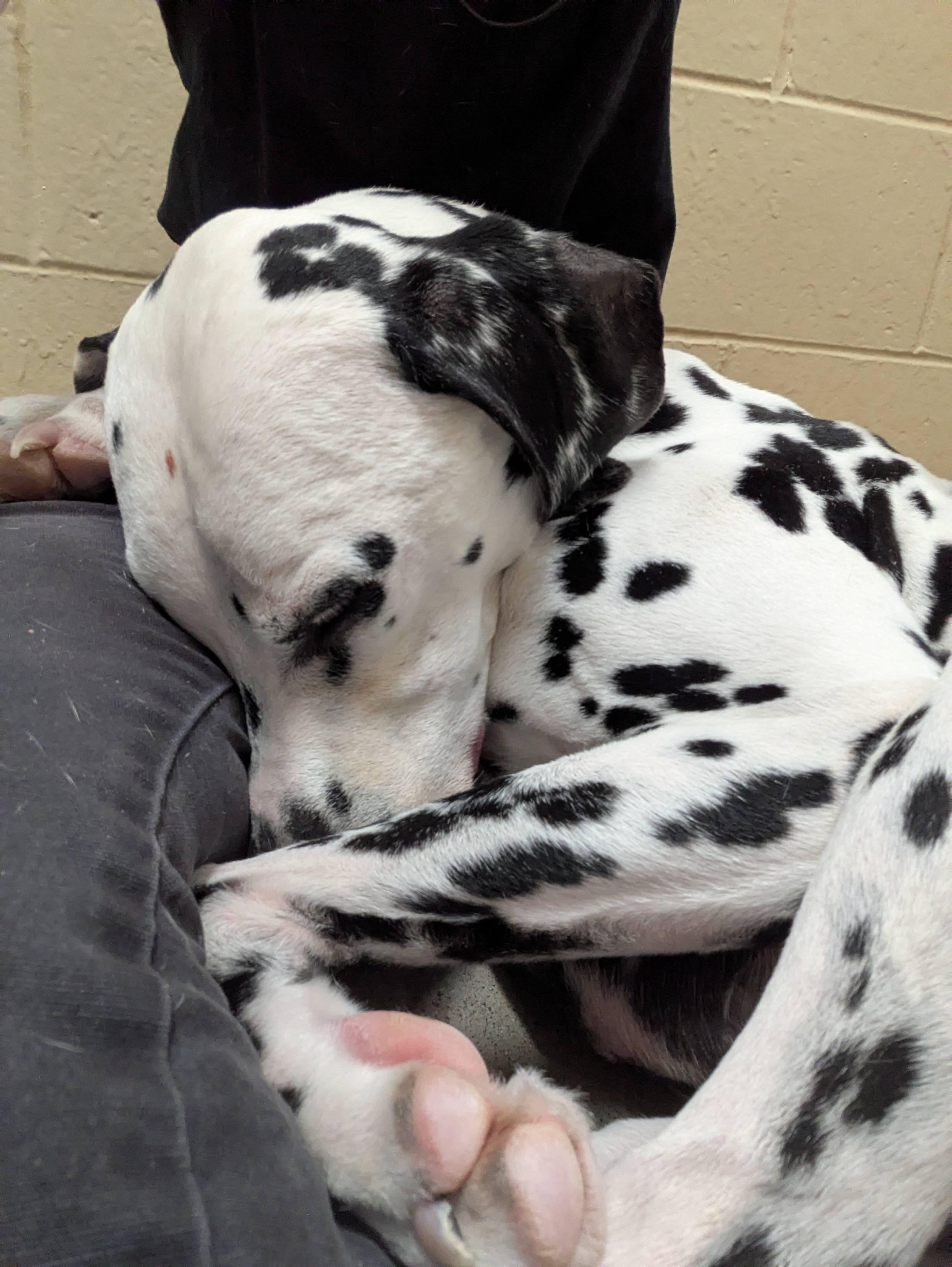 Enlarge Clark, an adopted Dalmatian in Houghton, MI image 1/1